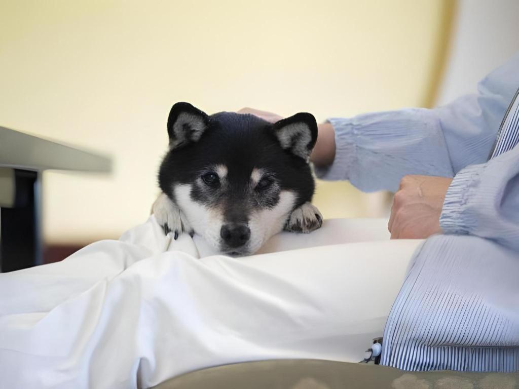 Izumigo Lake Hamanako Dog Paradise Hotel Hamamatsu Exteriör bild